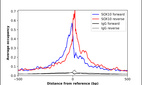 Anti-SOX10 Antibody