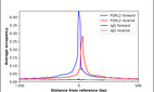 ChIP-Exo-Seq composite graph for Anti-FOXL2 (HPA069613, Lot 000032932) tested in K562 cells. Strand-specific reads (blue: forward, red: reverse) and IgG controls (black: forward, grey: reverse) are plotted against the distance from a composite set of reference binding sites. The antibody exhibits robust target enrichment compared to a non-specific IgG control and precisely reveals its structural organization around the binding site. Data generated by Prof. B. F. Pugh´s Lab at Cornell University.