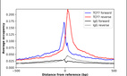 Anti-TCF7 Antibody