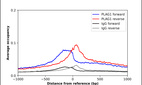 Anti-PLAG1 Antibody