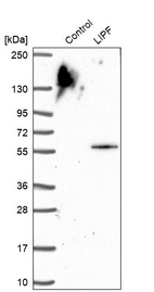 Anti-LIPF Antibody