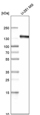 Anti-AXL Antibody