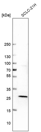 Anti-DGUOK Antibody