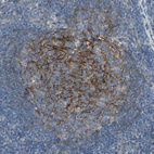 Anti-CD276 Antibody