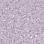 Anti-RUVBL2 Antibody