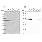 Anti-RUVBL2 Antibody