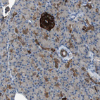 Anti-PTPRN2 Antibody