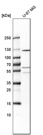 Anti-PTPRN2 Antibody