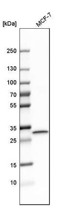 Anti-LXN Antibody