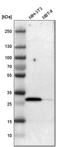 Anti-LXN Antibody