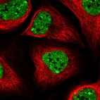 Immunofluorescent staining of human cell line U-2 OS shows localization to nucleoplasm & nuclear bodies.