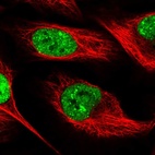 Immunofluorescent staining of human cell line U-2 OS shows localization to nucleoplasm & nuclear bodies.