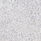 Anti-ID3 Antibody