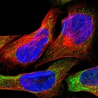 Anti-FMN1 Antibody