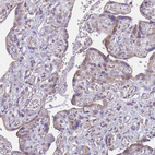 Immunohistochemical staining of human placenta shows weak granular cytoplasmic positivity in trophoblastic cells.